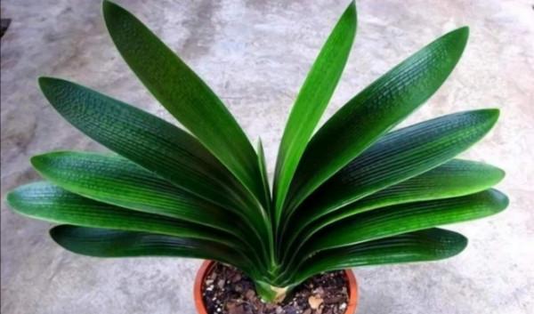 天氣轉涼後,3種花及時給它“翻盆”,不然影響植株生長 天氣轉涼後,3種花及時給它“翻盆”,不然影響植株生長