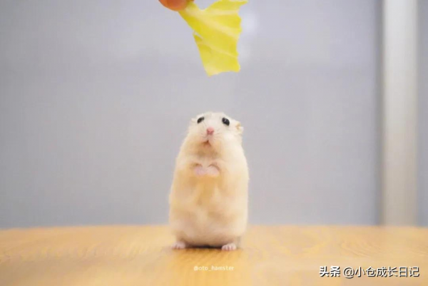 萌到心化！！這隻小精靈一樣的倉鼠讓人瘋狂心動...