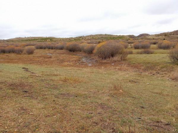 滿目金黃，又想壩上草原了（二）