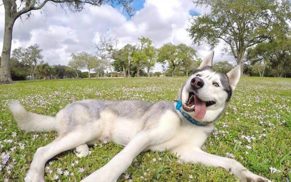 “六大”最受歡迎的狗狗排行榜,你家萌寵上榜了嗎? “六大”最受歡迎的狗狗排行榜,你家萌寵上榜了嗎?