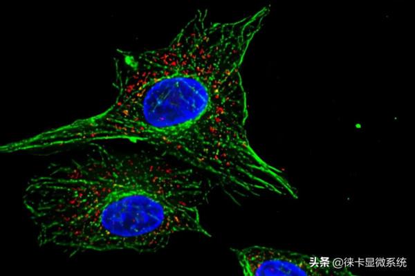 徠卡共聚焦課堂第五講:熒光和量子點的基本原理和發展歷史 徠卡共聚焦課堂第五講:熒光和量子點的基本原理和發展歷史