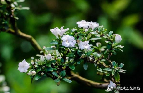 南方就養六月雪,開花就如下雪般美麗!在家裡看花海 南方就養六月雪,開花就如下雪般美麗!在家裡看花海