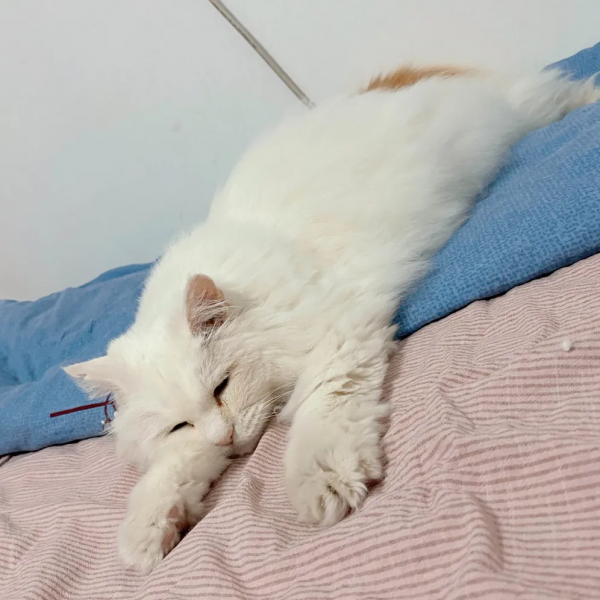 “貓條”好吸嗎? “貓條”好吸嗎?