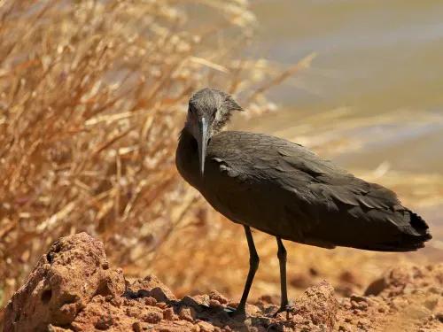 46種奇特的鳥欣賞