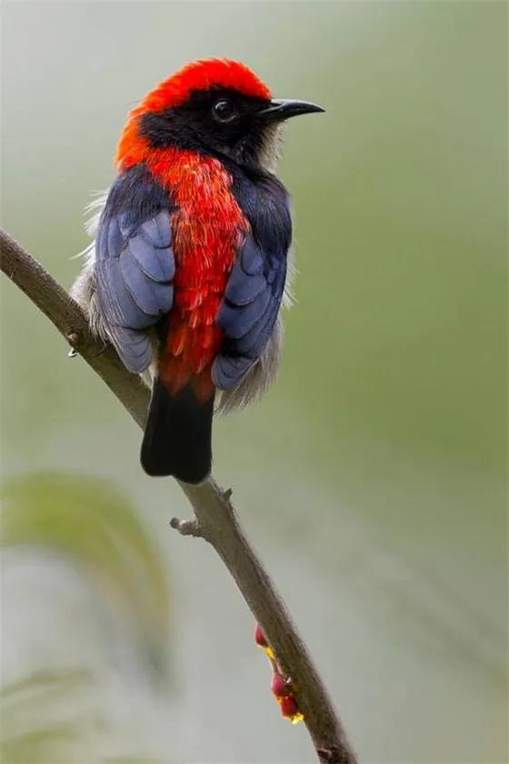 鴻運當頭,好運飛來 鴻運當頭,好運飛來