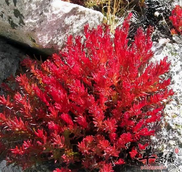 中國最恐怖的10大生命禁地2——羌塘自然保護區 中國最恐怖的10大生命禁地2——羌塘自然保護區