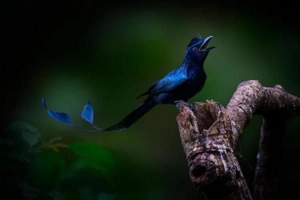 國家二級保護動物——大盤尾