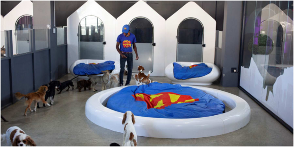 人不如狗？南非開設豪華寵物狗酒店，一晚費用直逼貧困家庭月收入