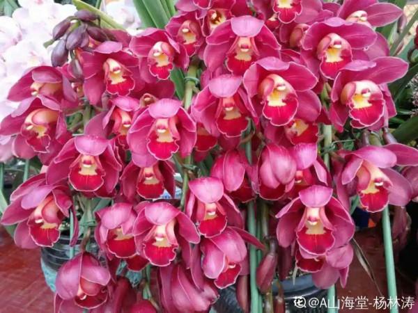 10種旺運花，一個月內要漲價，現在趕緊買