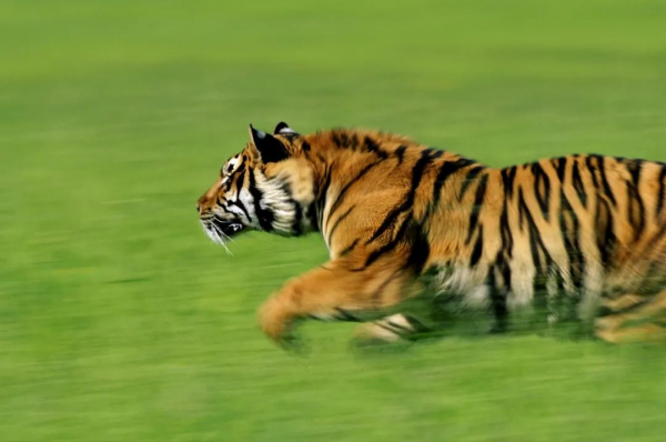 &quot&semi;meng&quot&semi;虎出山，虎年新春帶你看老虎的前世今生