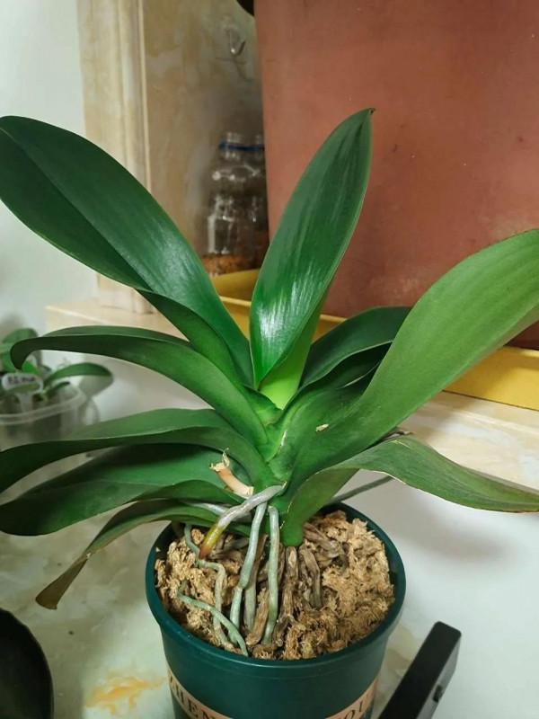 公認的4種一次性花,養護難度高,經驗少的朋友別入“坑” 公認的4種一次性花,養護難度高,經驗少的朋友別入“坑”