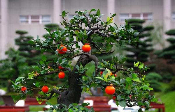 冬天在農村若看到這5種野果,再漂亮也不要採摘,它們毒性還不小 冬天在農村若看到這5種野果,再漂亮也不要採摘,它們毒性還不小