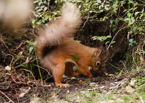 明日方舟：“灰毫”和“焰尾”原型和元素考據，紅松鼠與灰松鼠