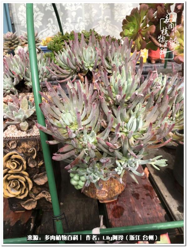 多肉是一個人的狂歡，小城多肉花壇準備出道啦