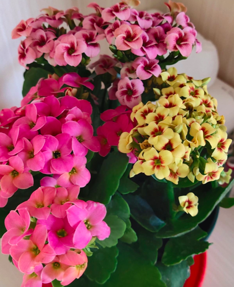 年前花市真熱鬧，6種花再不買，一個月後就漲價