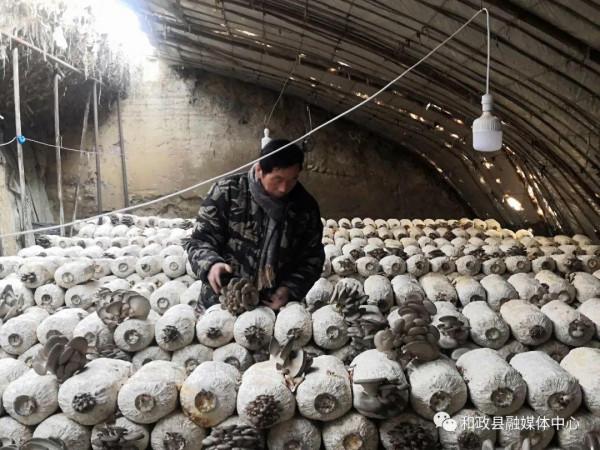 【鄉村振興在和政】和政：小平菇撐起致富傘