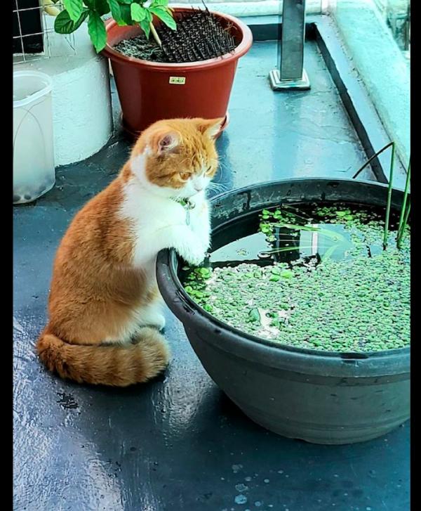 貓咪一直盯著缸看，就希望能從裡面變出一條魚來，痴心的小吃貨呀