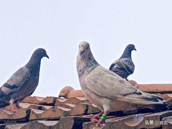 有情有義的鴿子,忠貞於自己的伴侶,從甘肅飛回了配偶所在地山東 有情有義的鴿子,忠貞於自己的伴侶,從甘肅飛回了配偶所在地山東