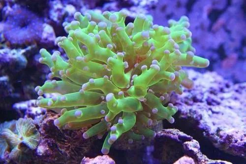 美麗的海底珊瑚礁