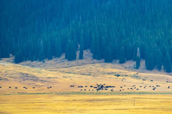 跟著秋天，去新疆