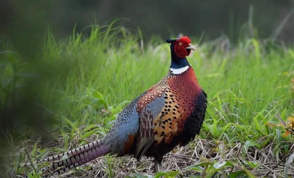 農村其它動物日漸減少，可是野雞卻越來越多，這是為什麼？