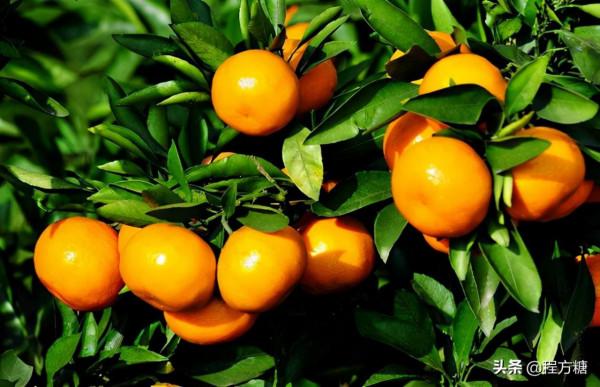 柑橘種植技術｜柑橘一年需要施幾次肥，如何施肥？