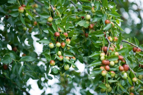 中原地區庭院適合種植什麼樣的花木?而且寓意好 中原地區庭院適合種植什麼樣的花木?而且寓意好