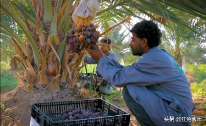 這是外國神樹?看看中國都曾引進過哪些?沒有對比就沒有傷害 這是外國神樹?看看中國都曾引進過哪些?沒有對比就沒有傷害