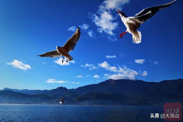 瀘沽湖之冬，邂逅來自西伯利亞的紅嘴鷗