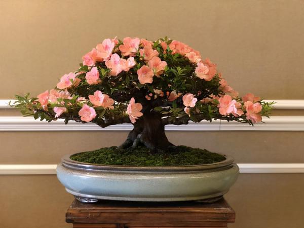 室內養花有講究，不同的花卉要擺放在不同的區域，擺錯了很難養好