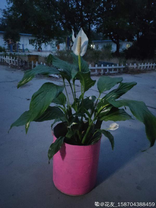 不走尋常路!水壺變盆栽,只需這3步,小巧精緻花樣多 不走尋常路!水壺變盆栽,只需這3步,小巧精緻花樣多