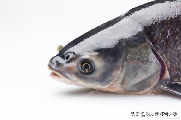 深度分析野外釣魚中突然停口的四個原因以及應對技巧