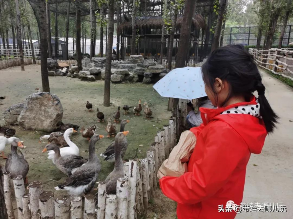 北京新開一家動物園,可以和老虎共進午餐 北京新開一家動物園,可以和老虎共進午餐