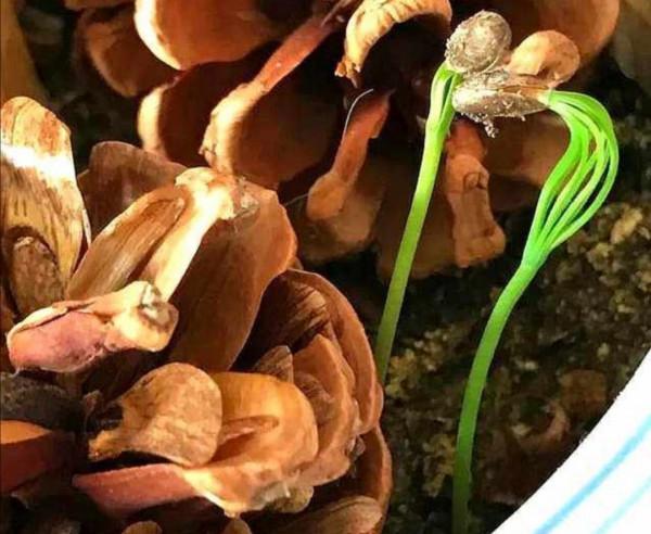 路上撿到“4顆”種子，扔進花盆，兩個月長成“小盆景”，很珍貴