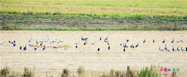 叮!請查收額侖草原秋日畫卷 叮!請查收額侖草原秋日畫卷