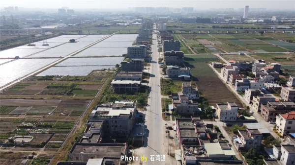 萬萬沒想到，石灣也有這麼漂亮的稻田