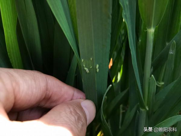 噻蟲嗪這些新的使用方法，操作更簡單，殺蟲效果更好