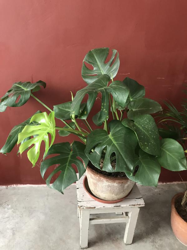 養花不會澆水？就養這5種“喜水花”，水澆多了也不會爛根