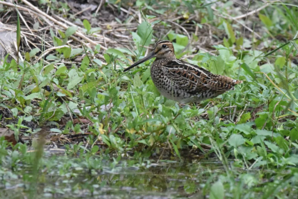生性膽小的沙錐鳥