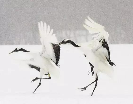 仙鶴飛天，太美啦