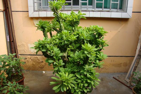 “懶人”就養這10種花,一個月不澆水也死不了,盆土越幹越易開花 “懶人”就養這10種花,一個月不澆水也死不了,盆土越幹越易開花