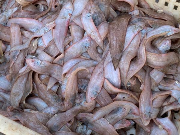 炸魚時，有人用澱粉，有人用麵粉？其實都不對！大廚教你正確做法