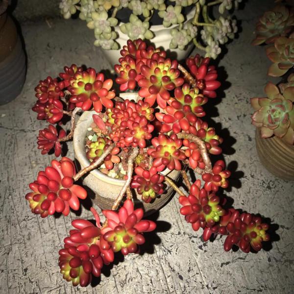 冬至前夕，晚上9點半的肉肉