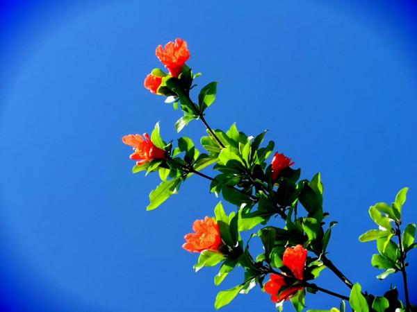 賈元春的象徵為什麼是石榴花？一個浮華、嬌豔、獻媚的悲劇人生