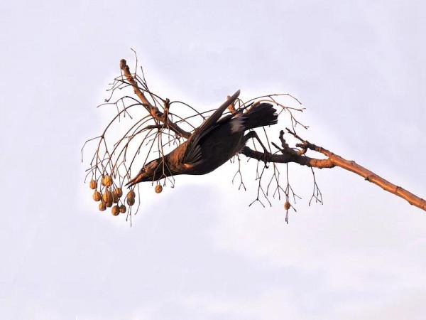 分享圖片——最美的鳥語花香集錦