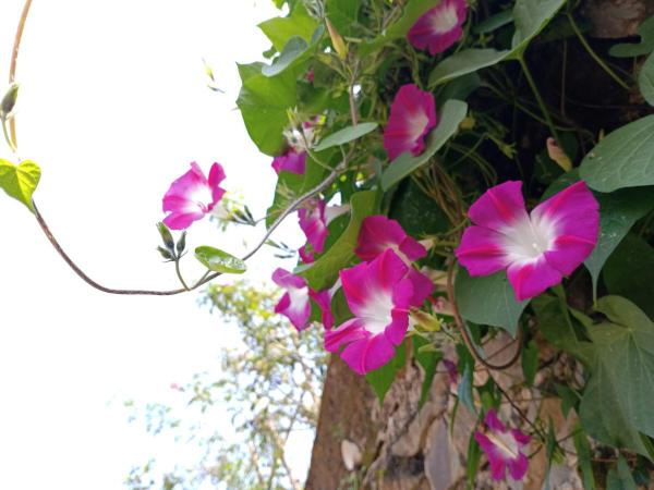 路邊的野花不要採：這4種路邊花，好看卻不可觸碰