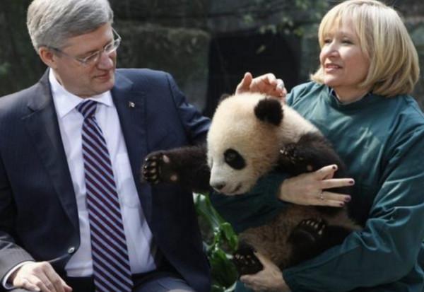 野生大熊貓增多，會跑到其他國家，變成非中國獨有物種嗎？