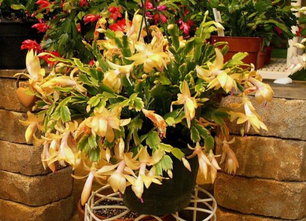 陽臺盆栽養花選這3樣,開花多、花期長,掐個枝就能育苗成功 陽臺盆栽養花選這3樣,開花多、花期長,掐個枝就能育苗成功