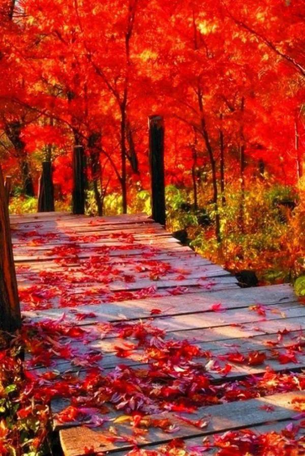 最美的五彩楓葉 最美的五彩楓葉