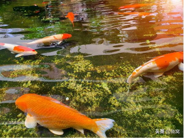 魚是怎麼越冬的？